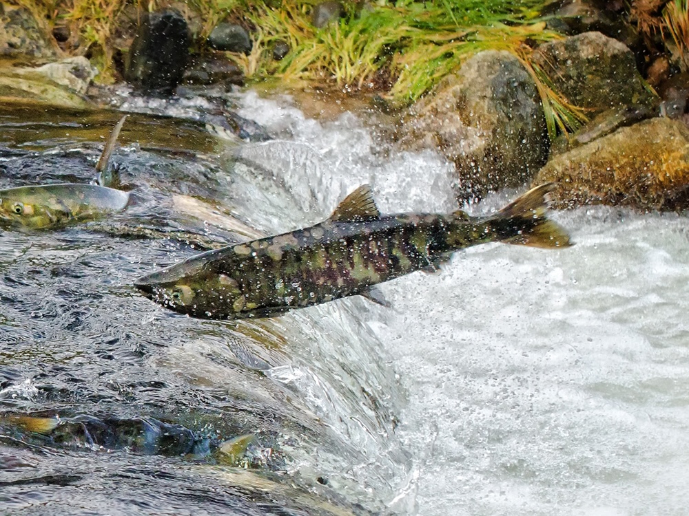 Feds Won’t Recommit to the BC Salmon Farm Ban