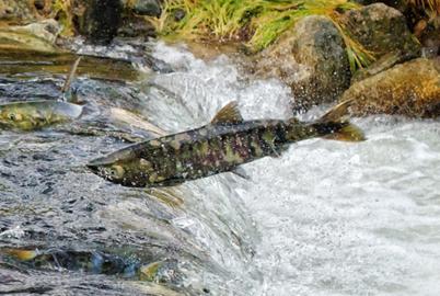 Feds Won’t Recommit to the BC Salmon Farm Ban