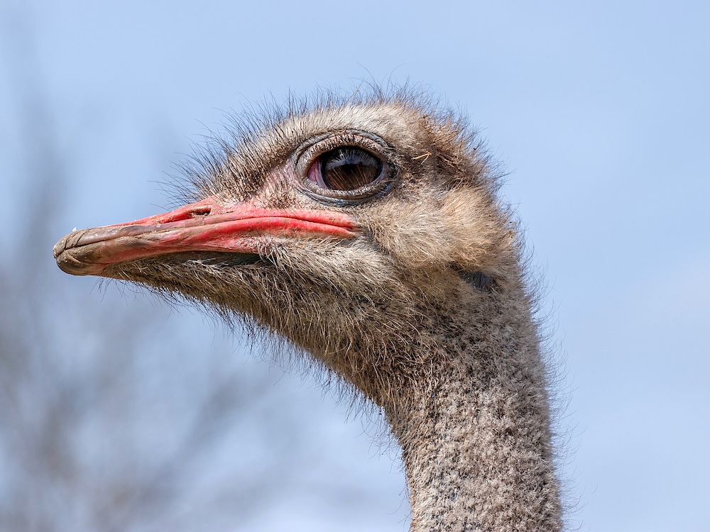 Local farmers are concerned about how Universal Ostrich handled its previous avian flu outbreak.