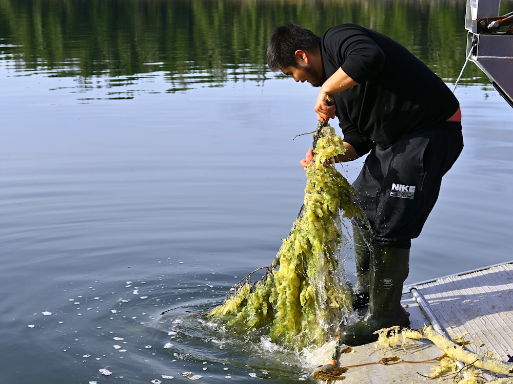 A fisher rinses a herring roe-coated hemlock branch in the ocean, standing on the edge of an aluminum boat.