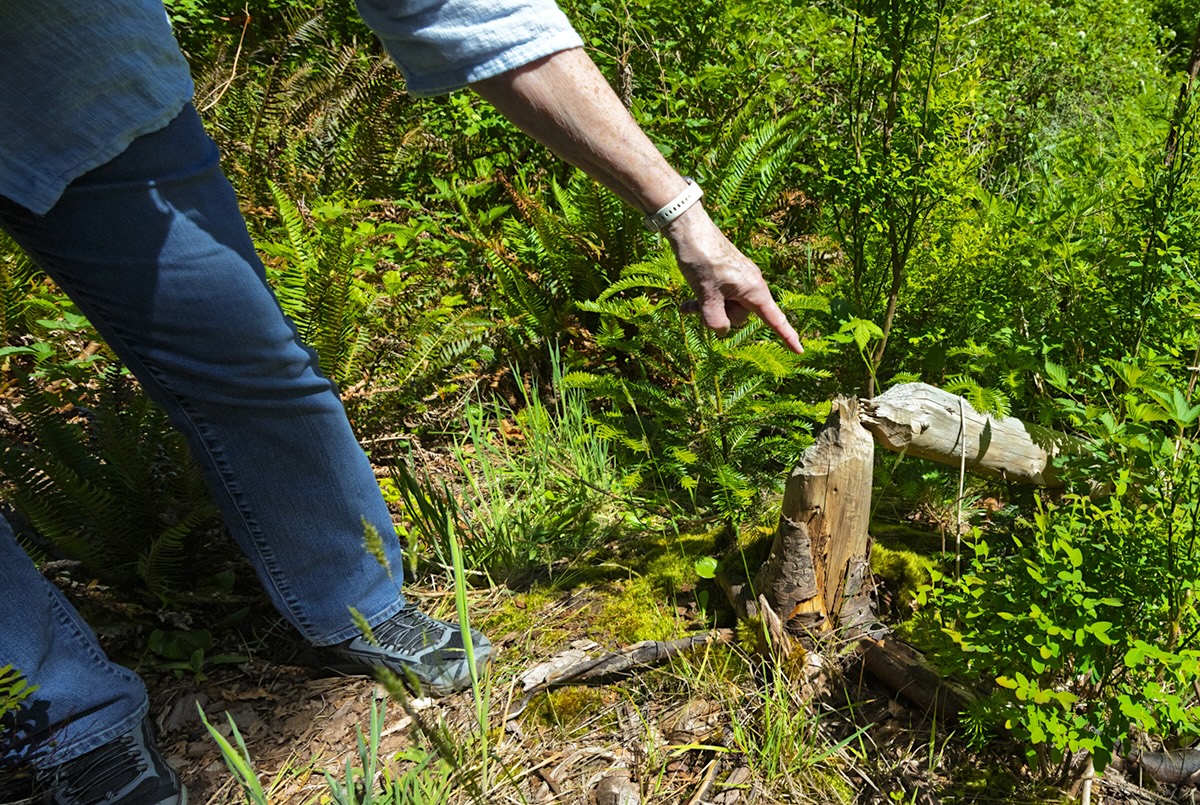 A woman points to a gnawed-off small tree.