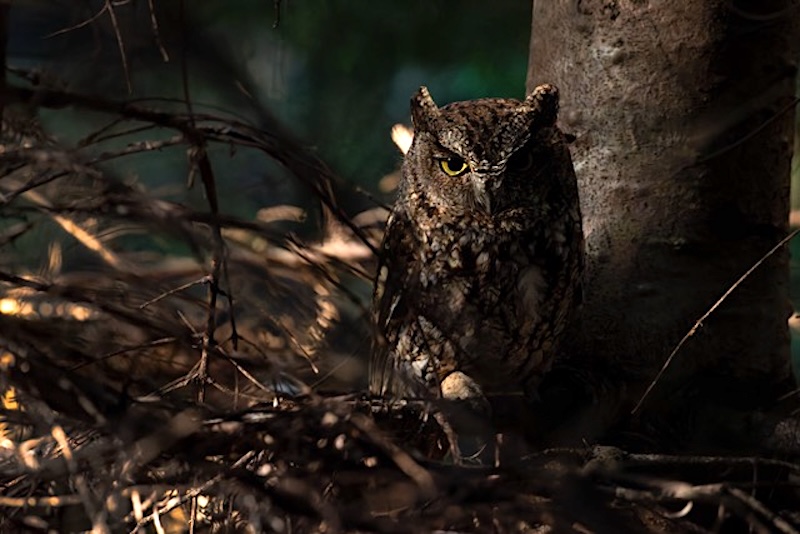 At nighttime, an owl sits in a tree.