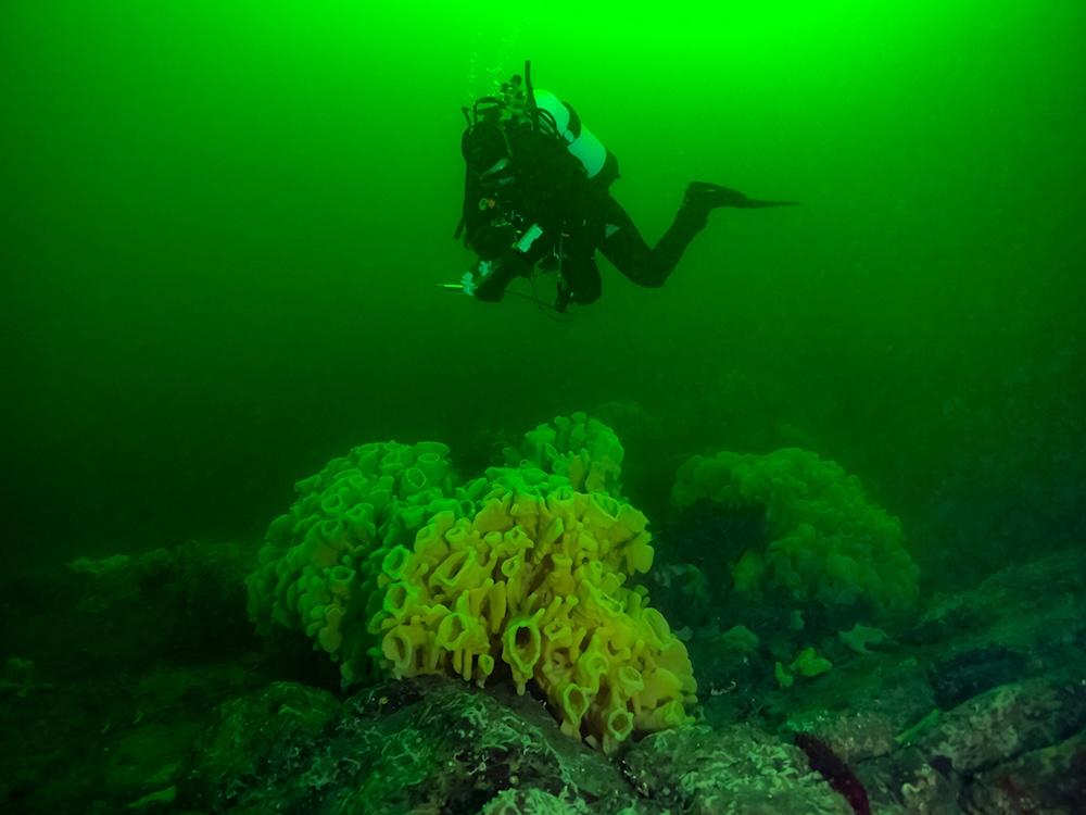 A diver examines glass sponge reefs in green-hued water.