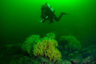 Good News for a ‘Herd of Dinosaurs’ Under the Sea