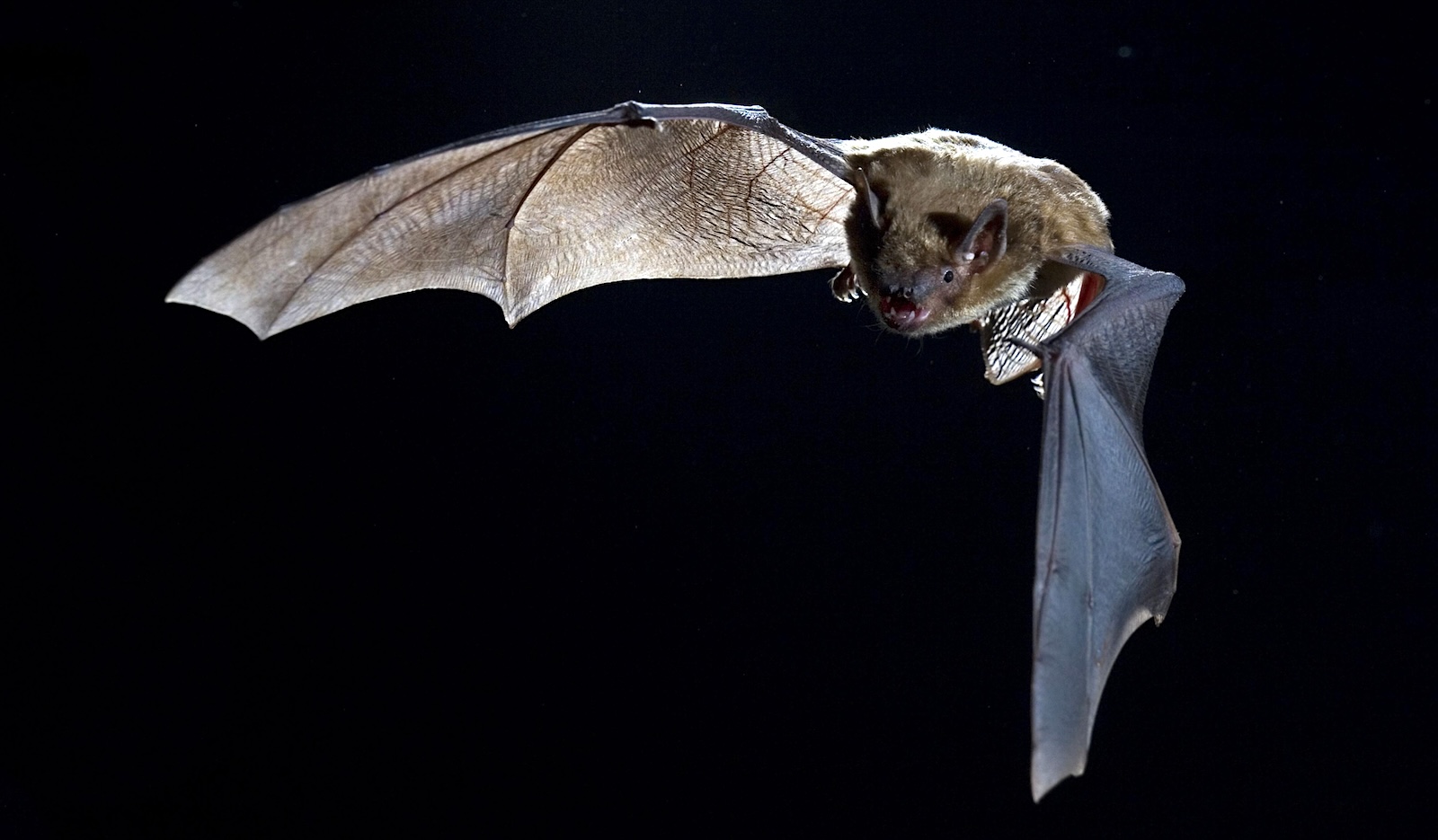 A night-flying bat extends one wing and partially folds another in mid-air.