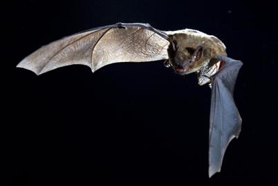 Potential Rabies Exposures Are Up Across North America