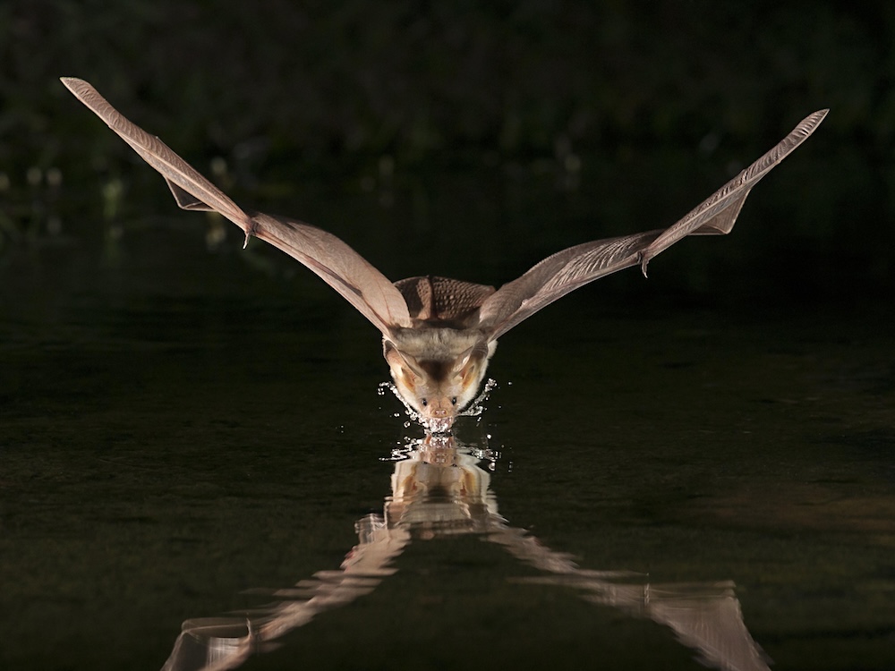A bat with wings extended is reflected in the water it skims to take a sip. 
