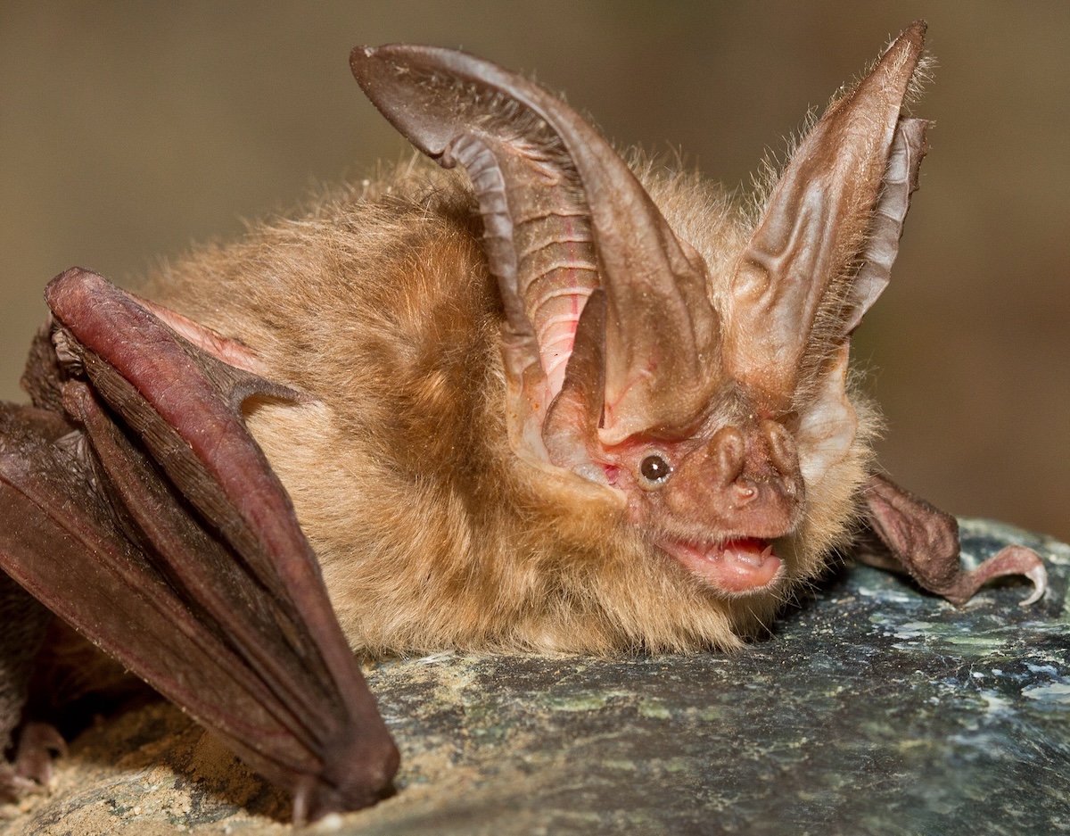 A close-up of the face of a small bat with tall, large ears in proportion to its scrunched-looking face with bright beady eyes and a slightly open mouth.