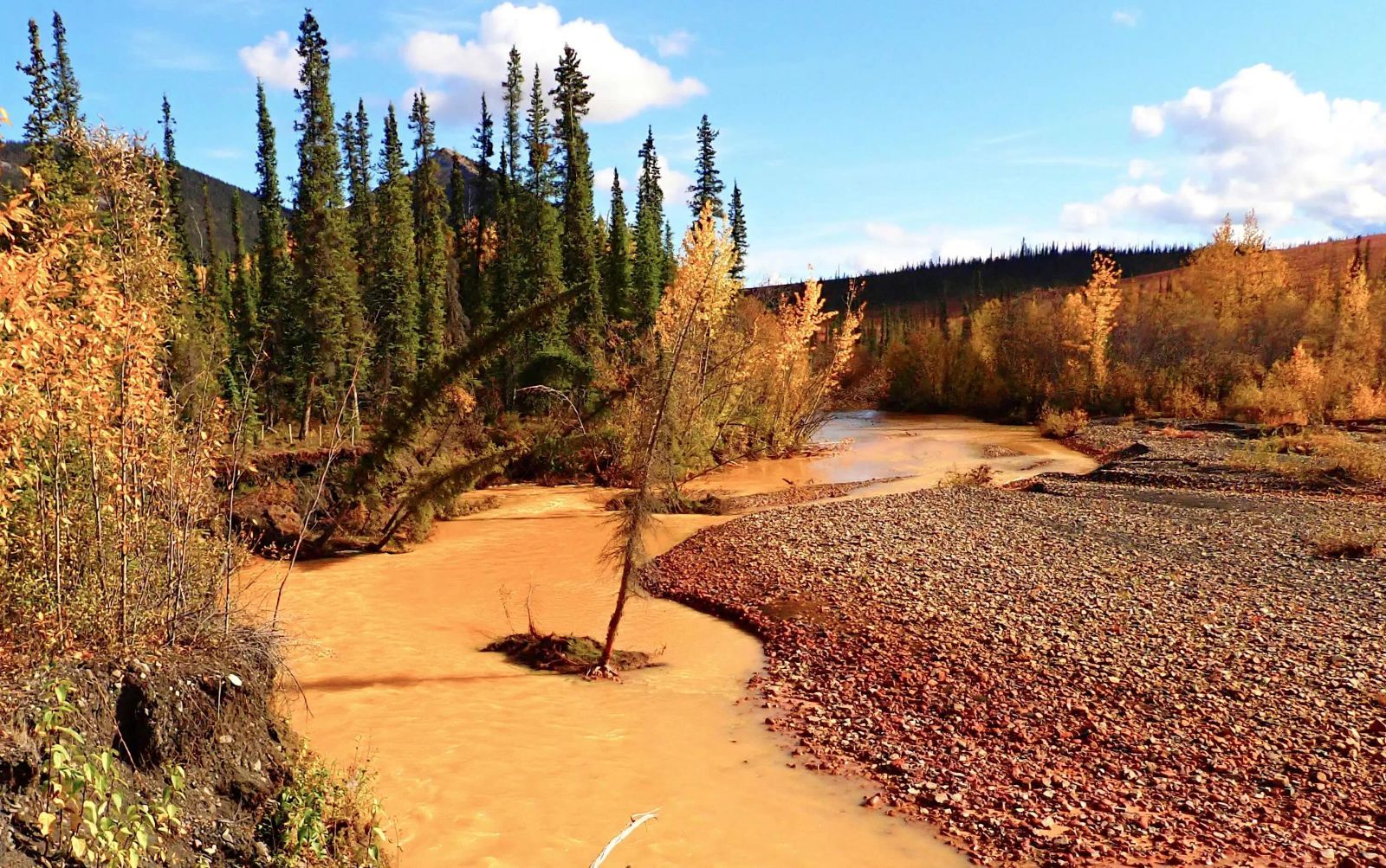 A brown river runs beside a gravel bank with orange trees along one side.