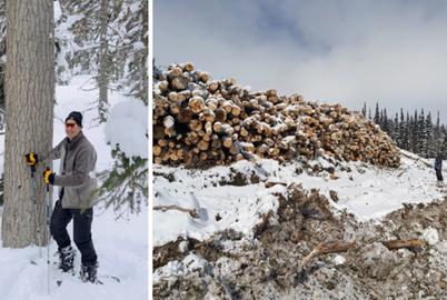 Logging Companies Are Pushing into High-Elevation Forests
