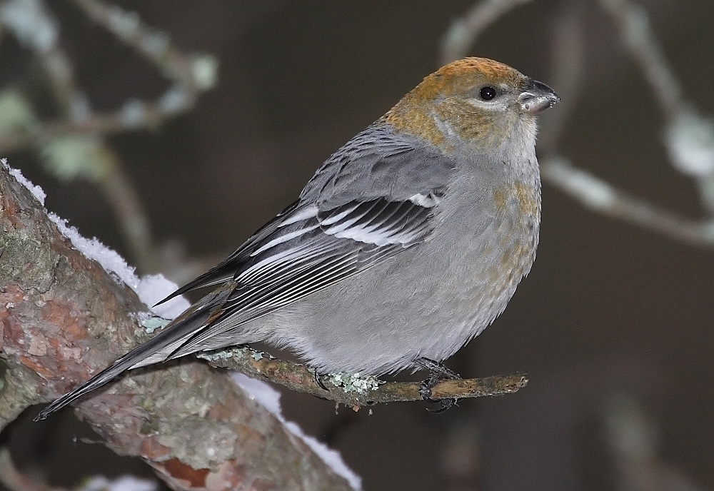 A small bird with black and white feathers and a yellowish head sits on a branch in a winter environment.