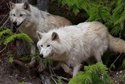 BC Just Spent $74,900 to Kill a Single Wolf in the Kootenays