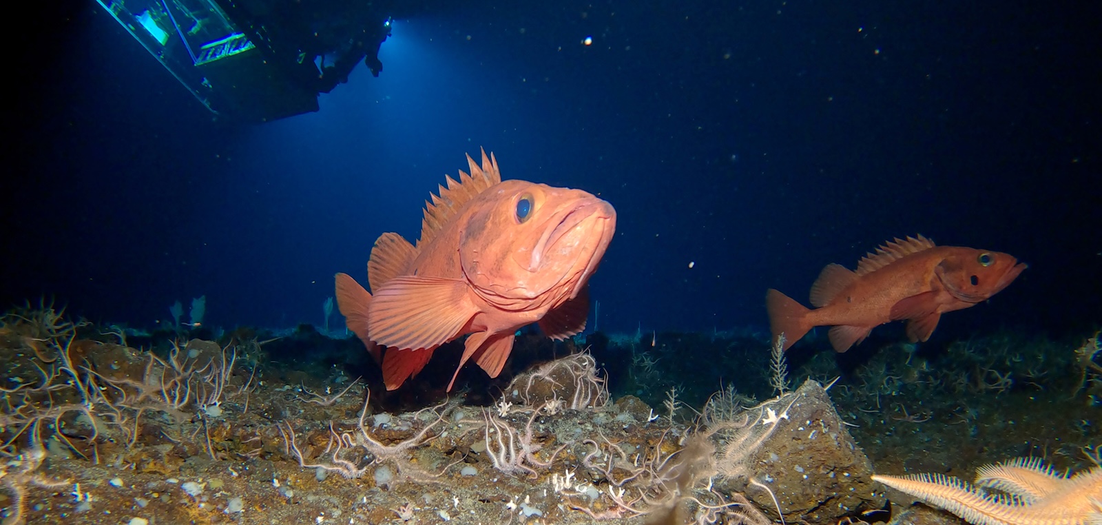 A red rockfish swims towards the camera. An ROV shining lights into the dark waters can be seen in the background, as well as a second red rockfish. Two arms of a starfish reach in at the bottom right of the picture.