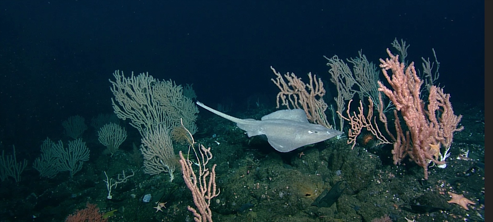 A skate, which looks similar to a stingray, floats against an inky ocean background. Red corals, which can grow up to three metres in height, stick out of the surrounding rocky ground. 
