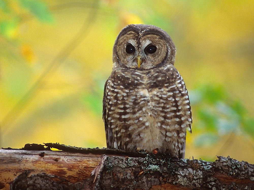 A small mottled brown owl perches on a tree limb against a green out-of-focus background.