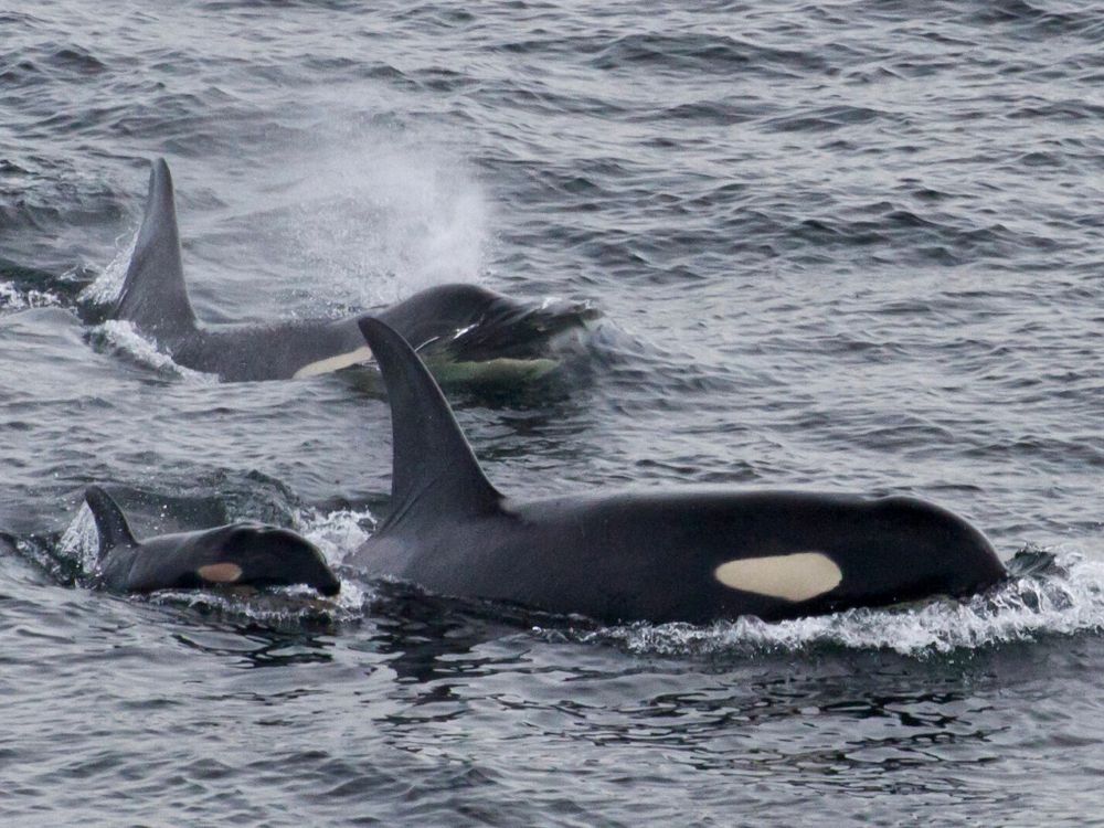 Three black orca whales with white markings on their faces swim with their heads and bodies partially out of the water.