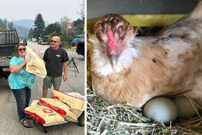 Why a Peachland Farmer Isn’t Leaving Her Chickens