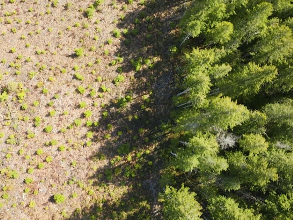 An aerial view shows a sharp division between unlogged forest and a clearcut area.