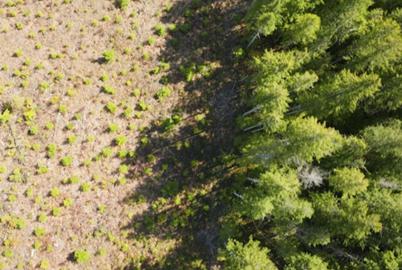 BC Is Quietly Planning to Split Forest Lands into Three Use Zones