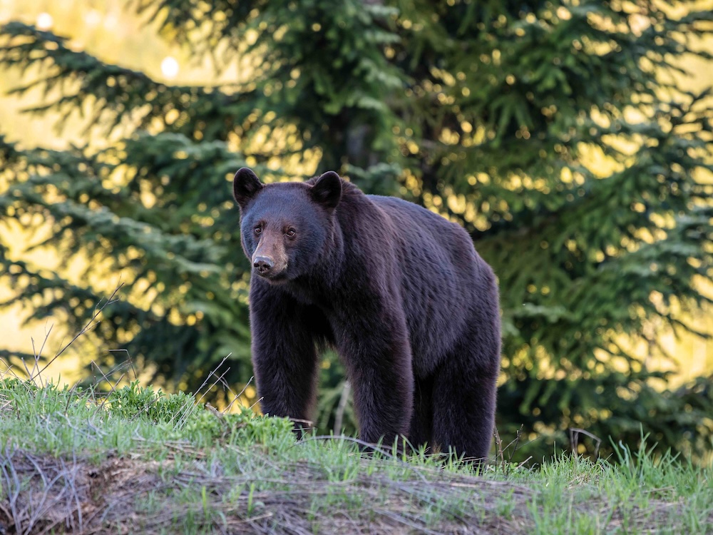 A black bear stands on grass with an evergreen tree in the background.