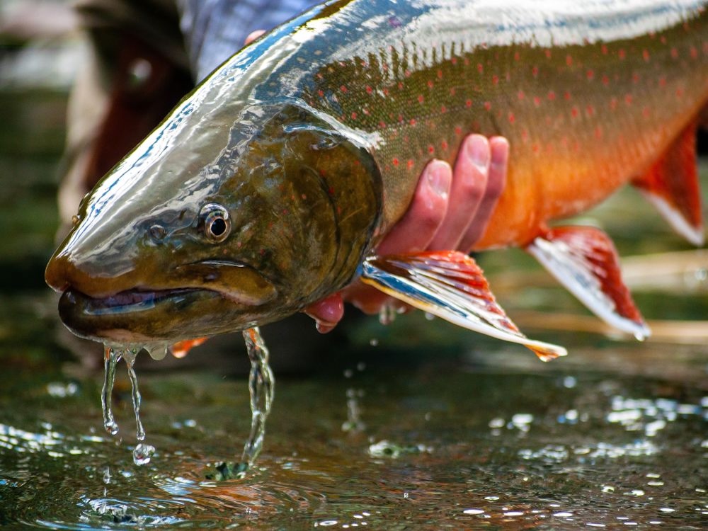 A hand holds a brown fish dripping water.