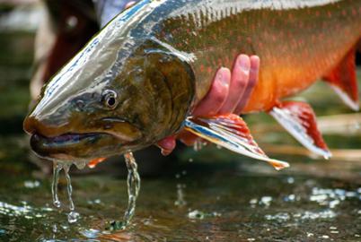 Shocked, Then Trucked. Why BC Arranges Road Trips for Live Fish