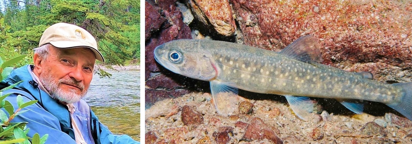 On the left, a senior white male with a beard and wearing a ball cap and windbreaker sits near a river with green foliage around him. On the right right, a slender speckled juvenile trout over some rocks in clear water.