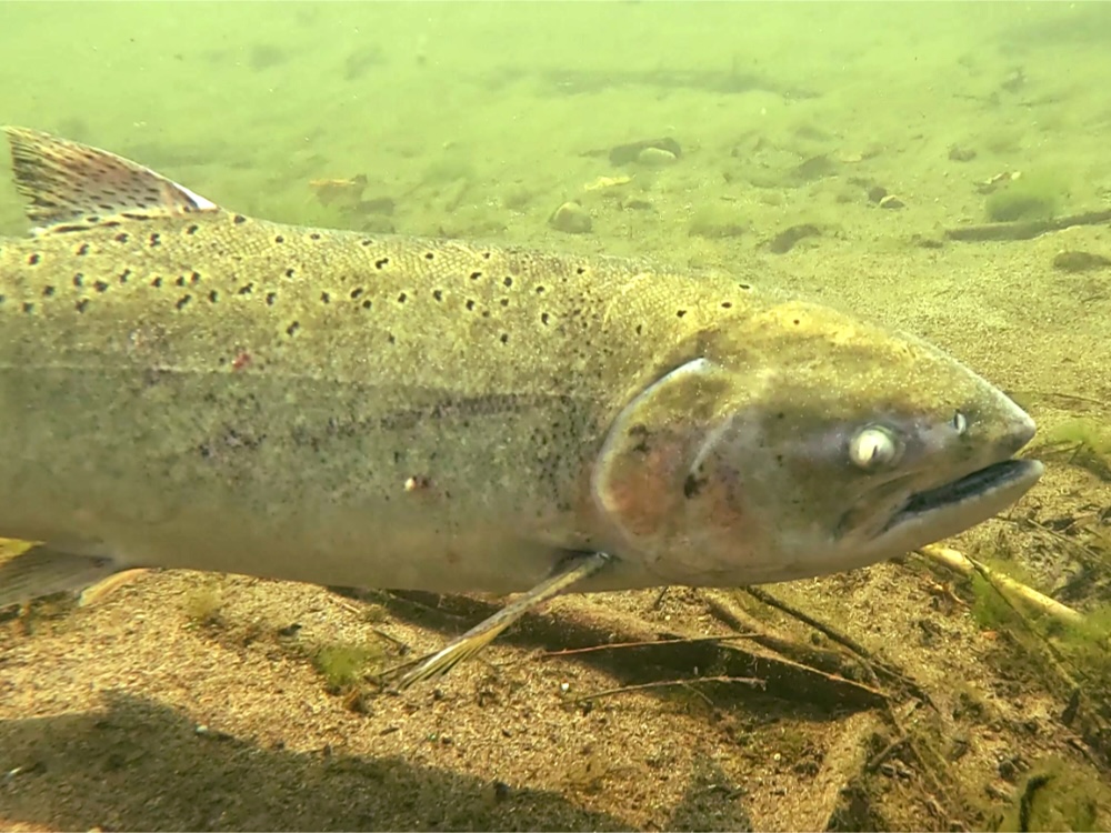 An elongated fish underwater, with a very prominent white eye.