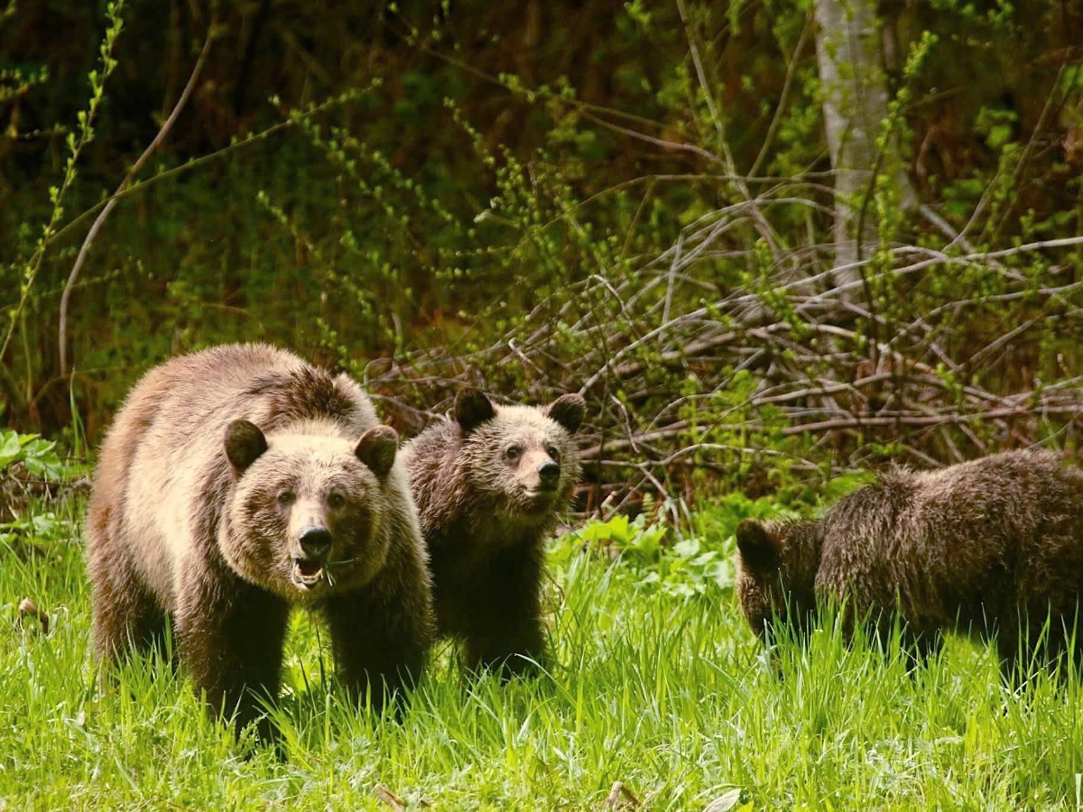 A large adult grizzly bear in a grassy meadow looks toward the camera. Two large-ish cubs are visible behind.