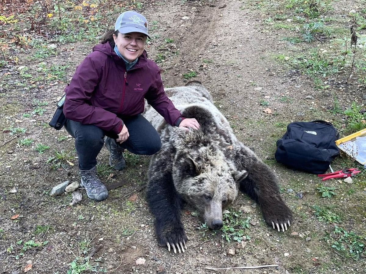 A woman in a hat poses for a photo beside an unconscious bear lying on the ground.