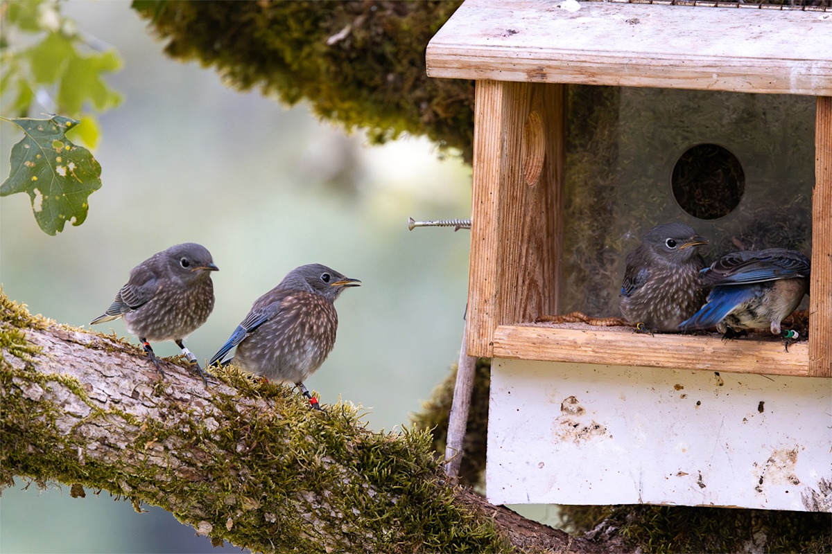 Fledgling bluebirds hang out on a tree branch and in a nest box.