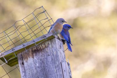 Bluebirds Went Extinct on Vancouver Island. Now They’re Back