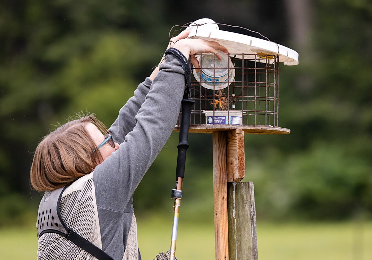 A woman dumps mealworms into a container in a fenced-off box.