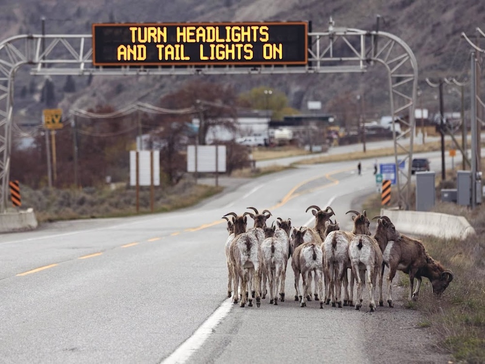 A group of sheep stand on the side of a highway. A large sign reads &lsquo;Turn headlights and tail lights on&rsquo; above the road.