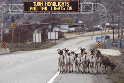 Truck Crashes and Fuel Spills Are Endangering BC’s Wild Sheep