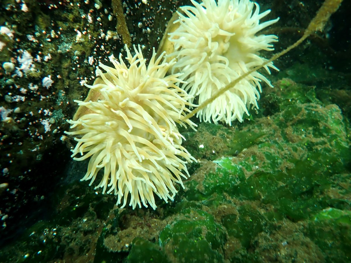Two pale sea anemones are affixed to a speckled rock.