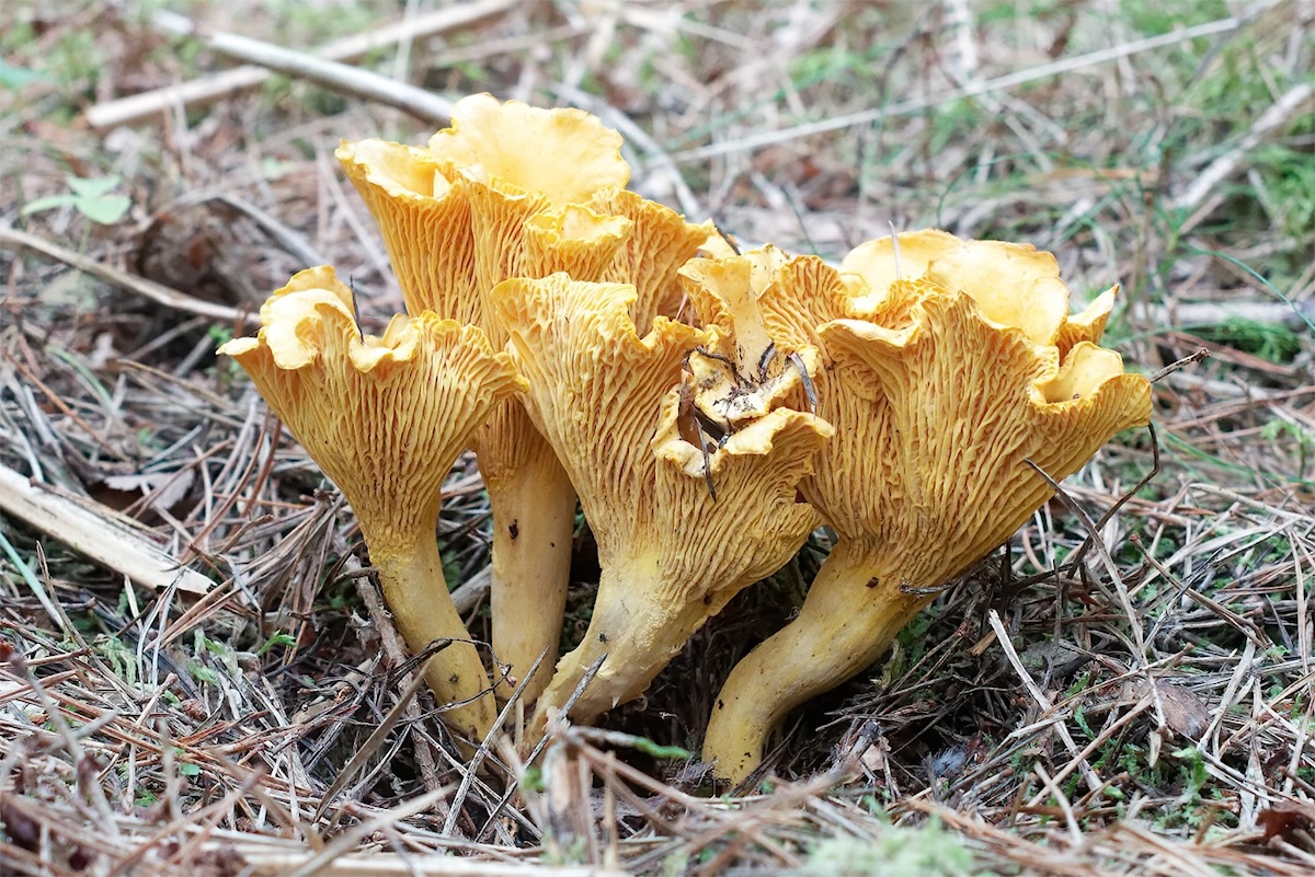 Chanterelle mushrooms emerge from the ground.