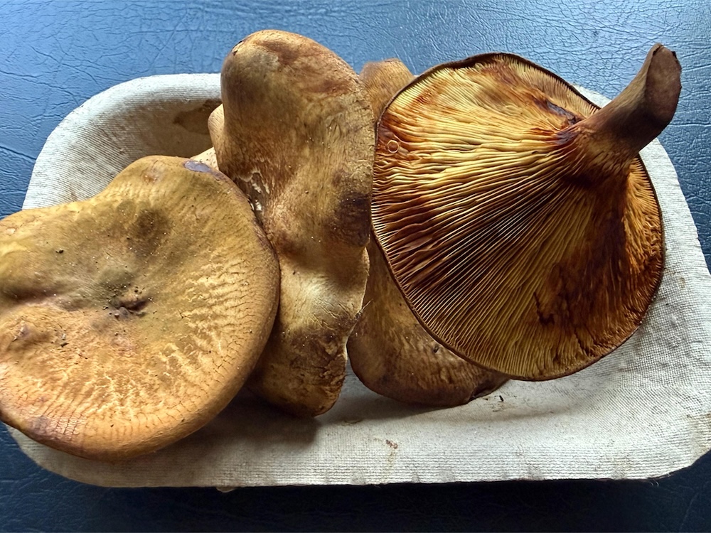 A small flat of brown mushrooms.