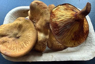 Potentially Toxic Mushrooms Were Sold at a Farmers Market Near Nelson