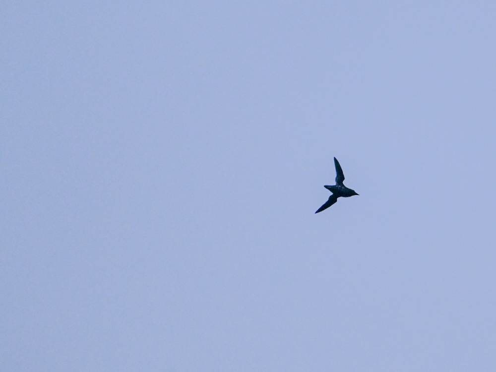 The silhouette of a plump bird flying through the sky.