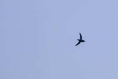 A Bird So Elusive That Just Seeing One Is a Quest