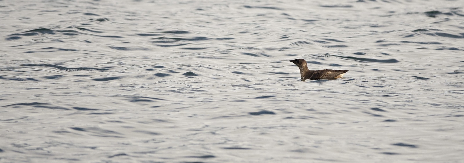 A brown seabird sits on the surface of the water.