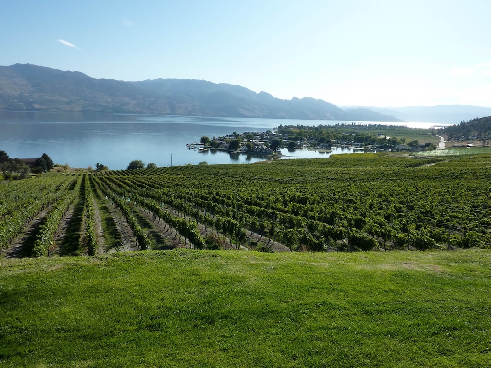 Vineyards stretching down to Okanagan Lake.