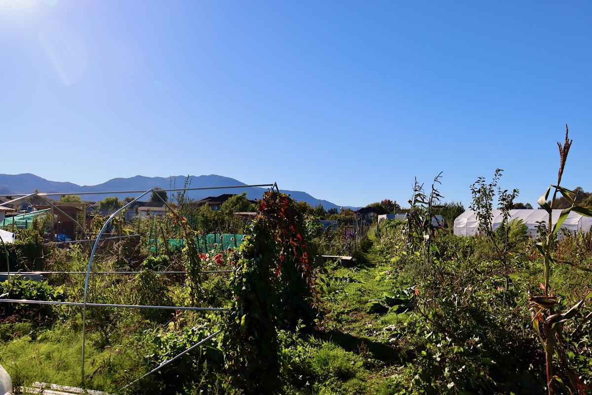 Garden plots with various vegetables growing under a blue, sunny sky with mountains in the far background.
