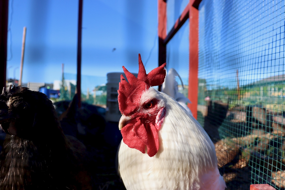 A white rooster with a red wattle and cockscomb in a chicken coop on a farm.