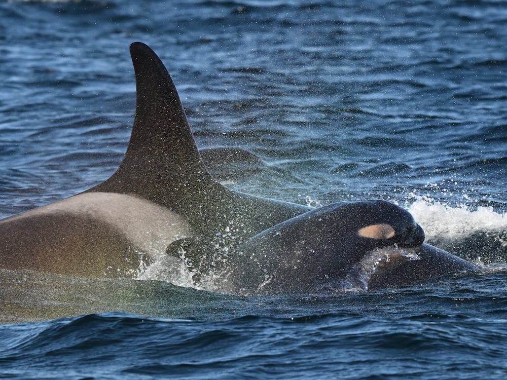 A mother orca and a calf in the ocean.