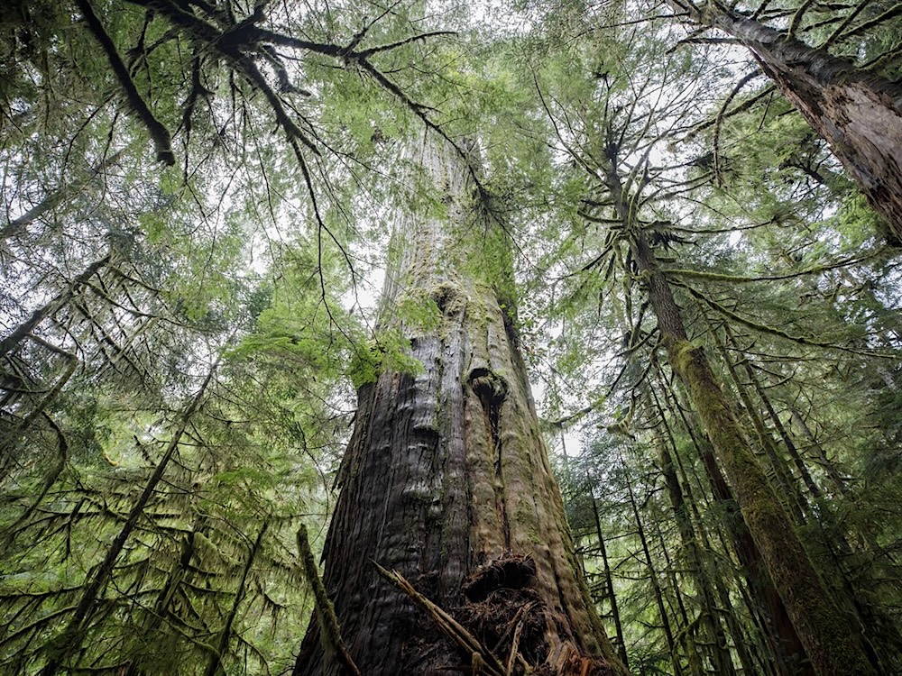 Big old lush green trees.