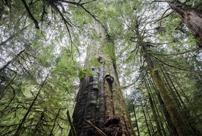 What Will Happen to BC’s Old Growth Under the Conservatives?