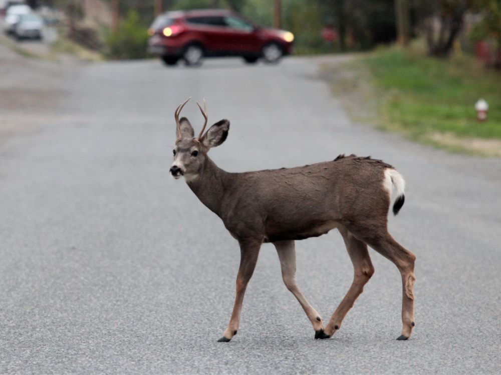 A deer crosses a road. A vehicle can be seen in the distance with its lights on.