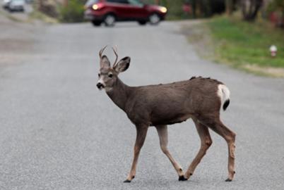 Will Daylight Saving Change Reduce Animal Collisions?